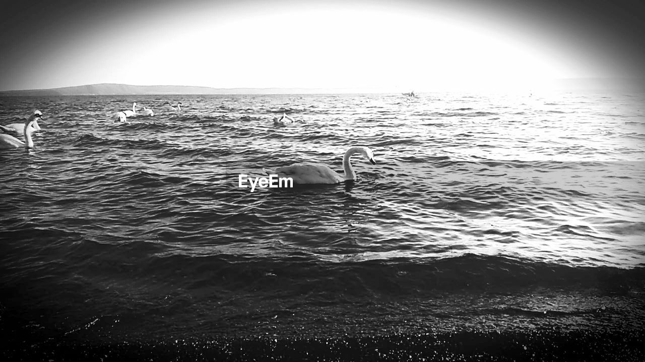 VIEW OF BIRDS IN SEA