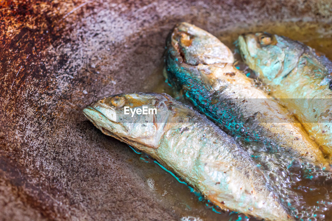 CLOSE-UP OF DEAD FISH ON ROCK