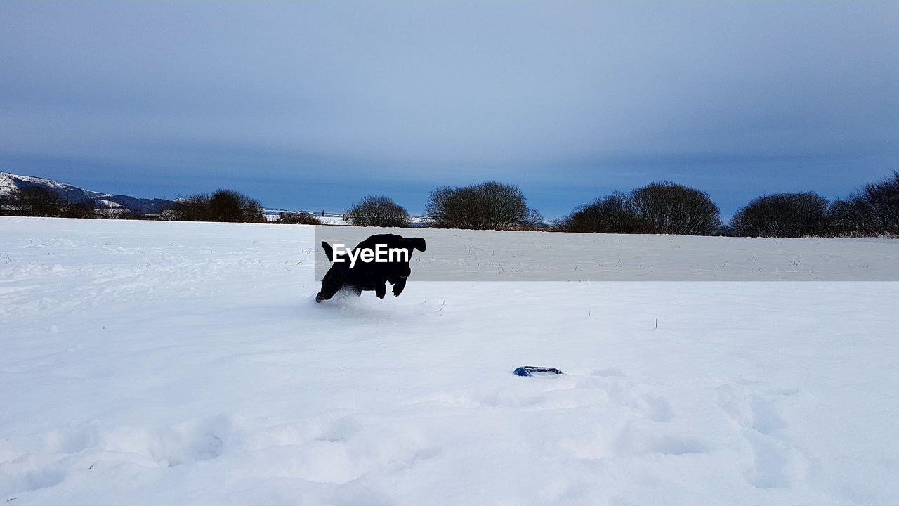 DOG ON SNOWY FIELD AGAINST SKY