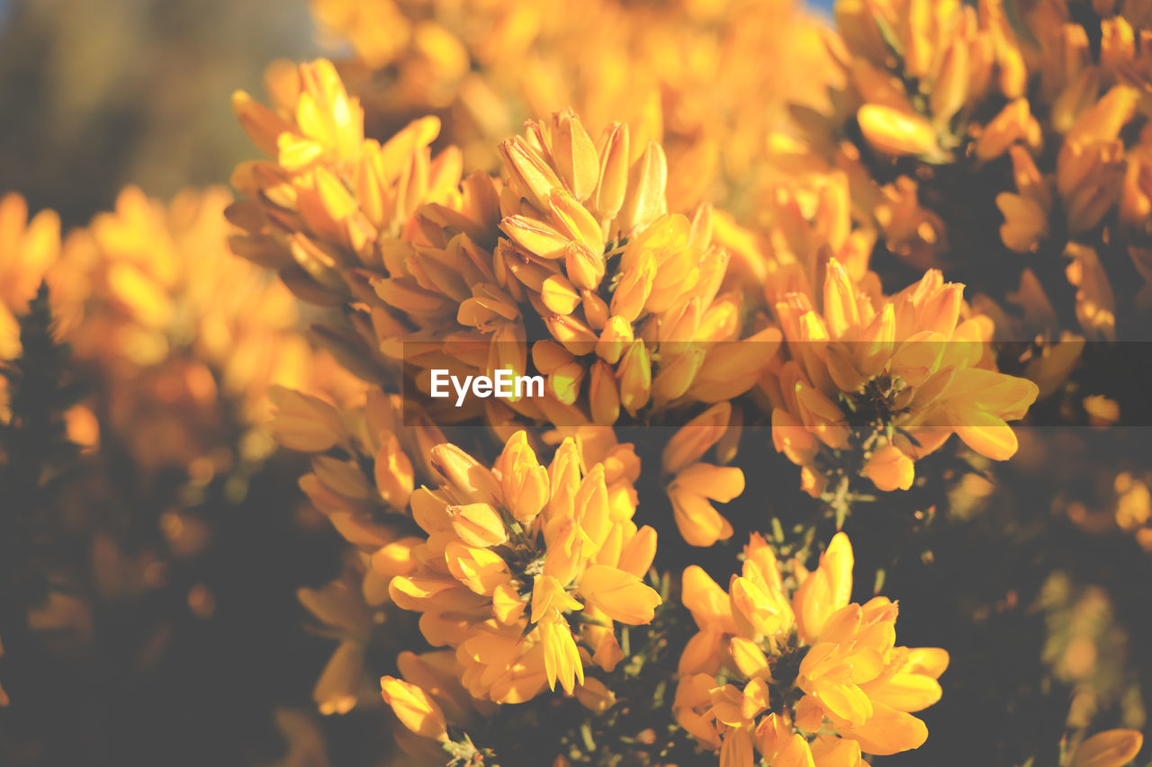 Close-up of yellow flowering plant