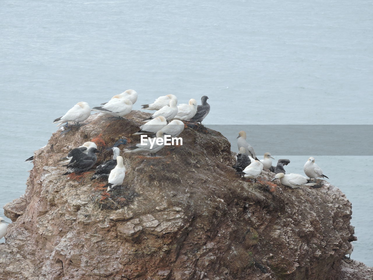 BIRDS PERCHING ON WATER