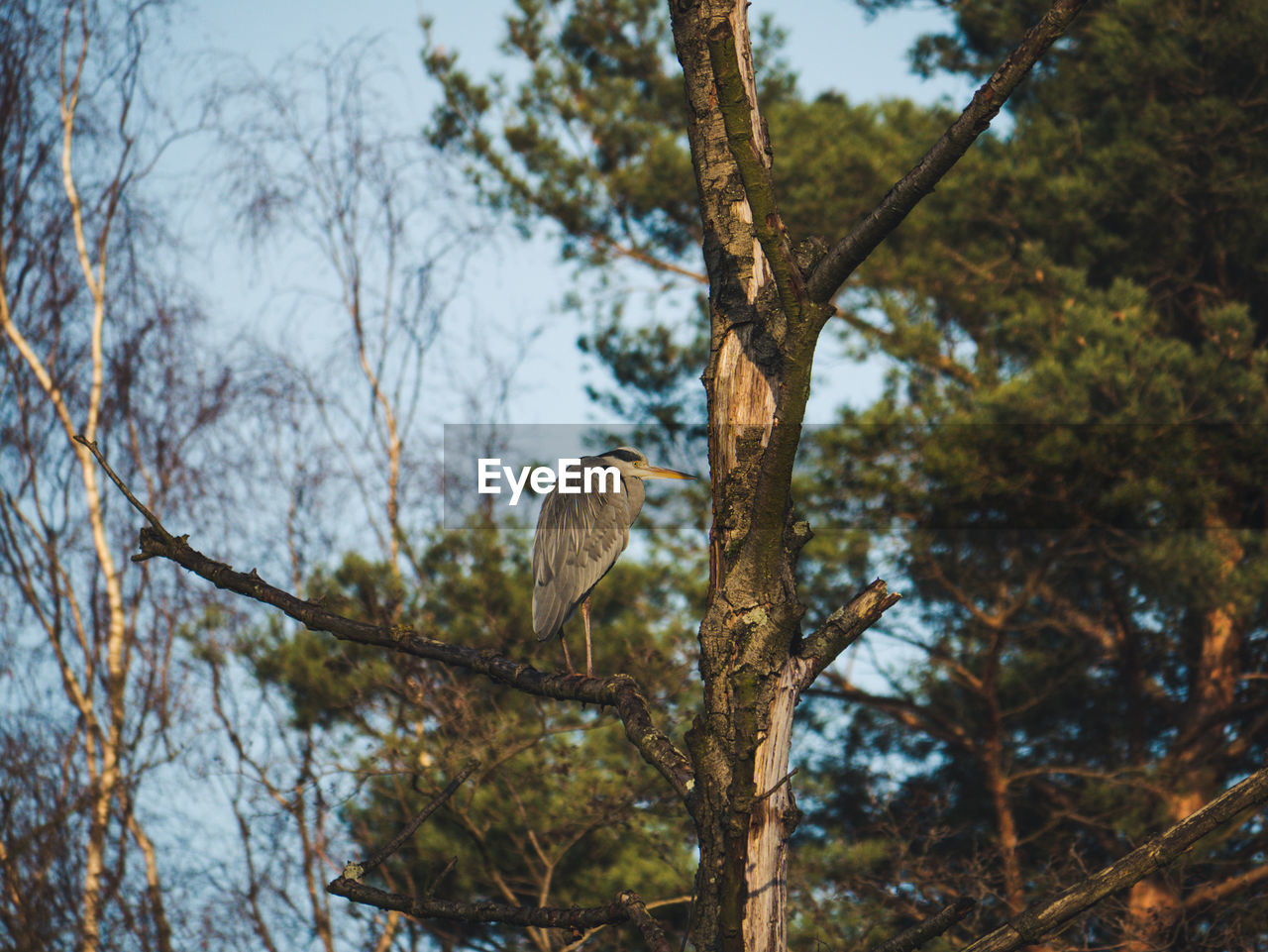 LOW ANGLE VIEW OF BIRD PERCHING ON TREE