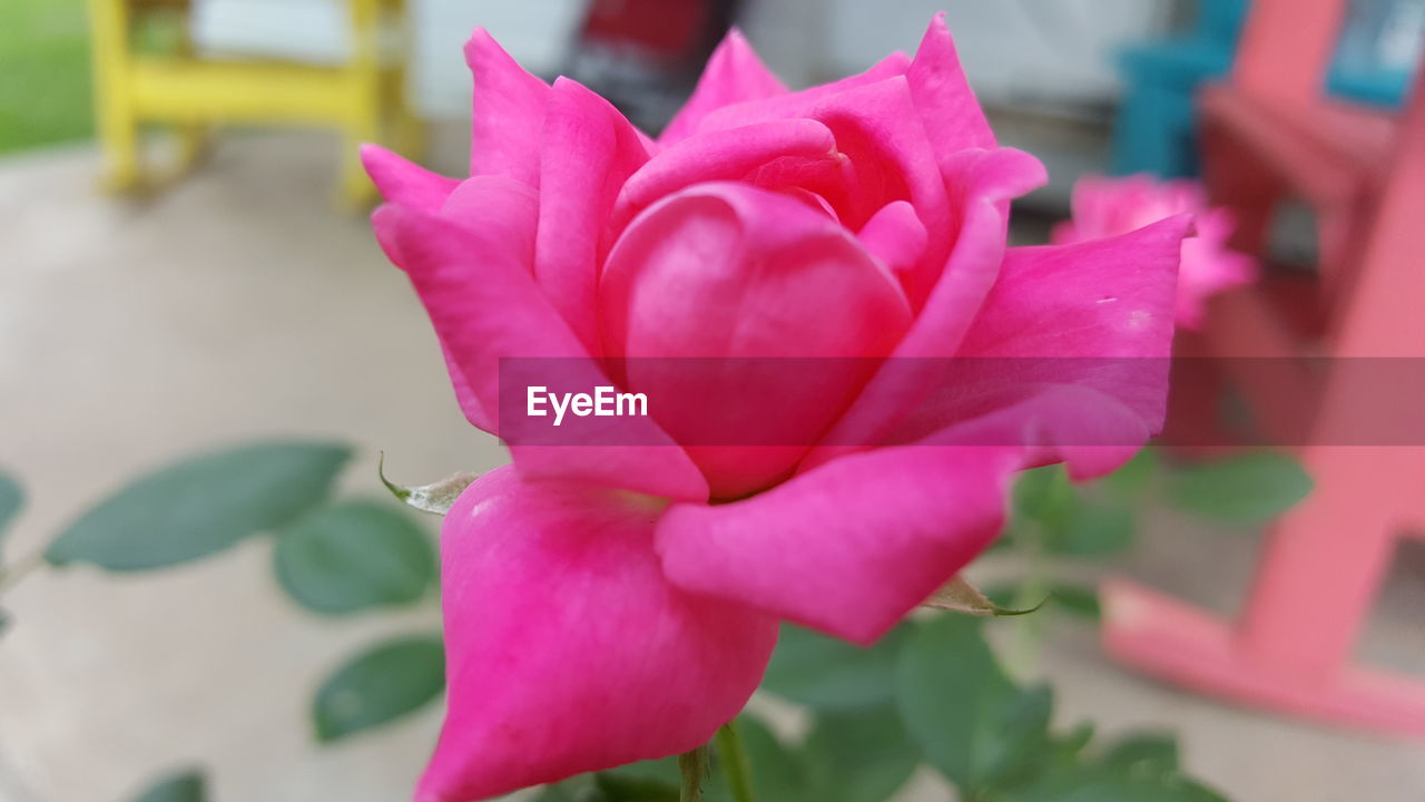 CLOSE-UP OF PINK ROSES