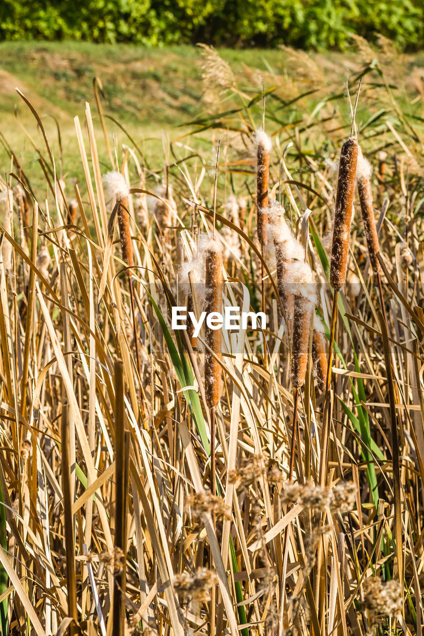 plant, agriculture, grass, field, growth, land, crop, nature, no people, day, landscape, rural scene, cereal plant, farm, prairie, tranquility, food, beauty in nature, outdoors, sunlight, focus on foreground, close-up, environment