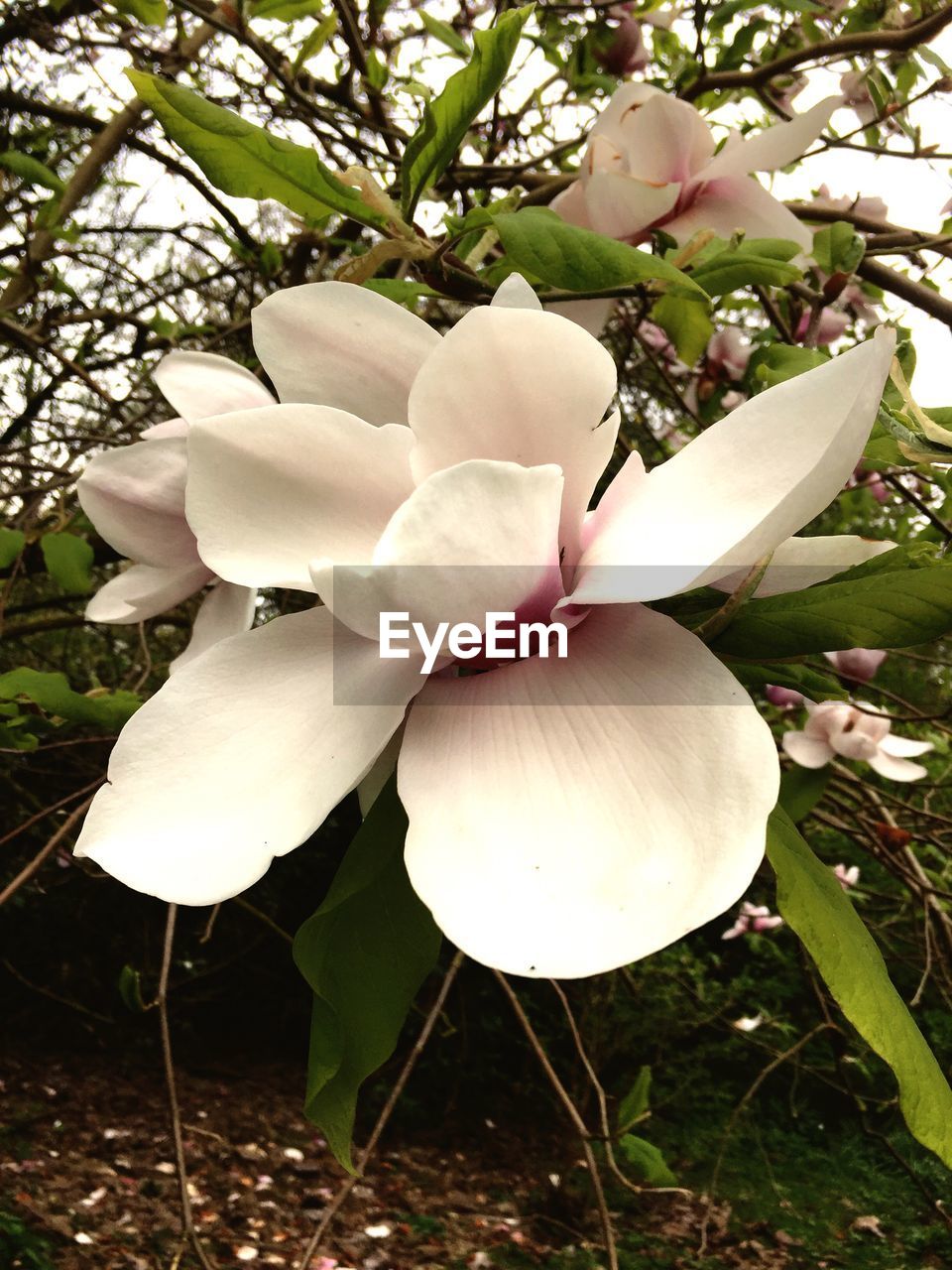 CLOSE-UP OF WHITE FLOWER BLOOMING IN TREE