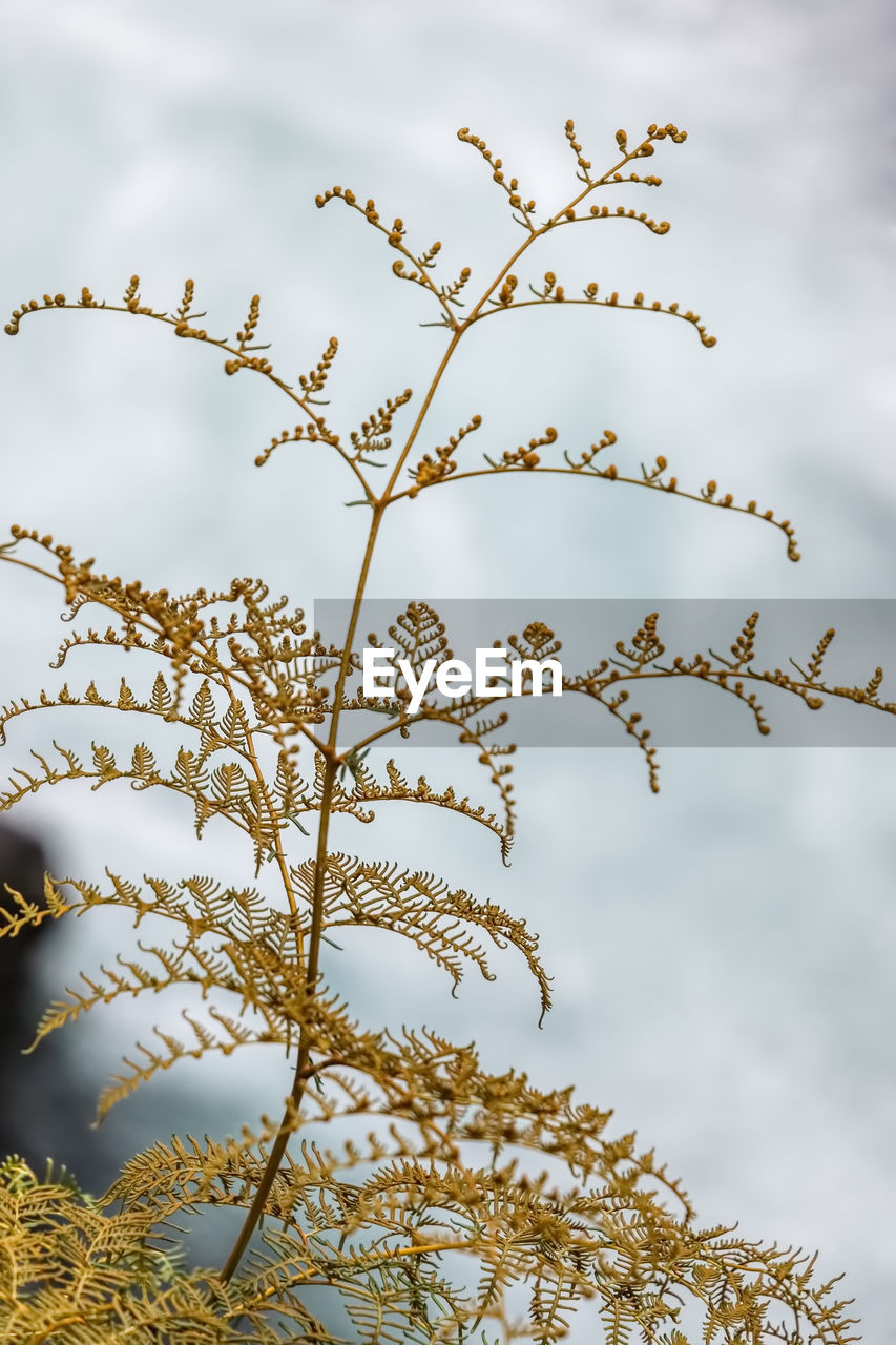 Low angle view of plant outdoors