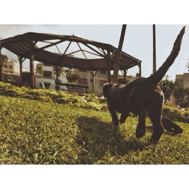 DOG ON GRASSY FIELD