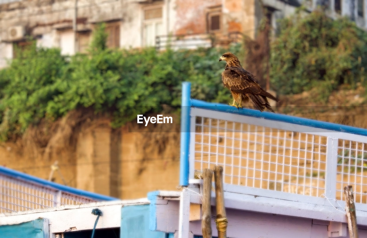 Black kite, a species of hawk or accipitridae , also known as yellow billed kite bird on a fence