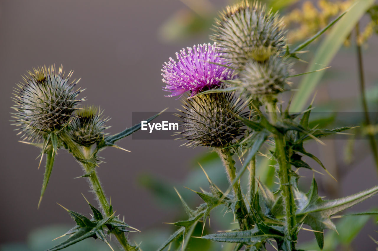 Purple thistle growing outdoors