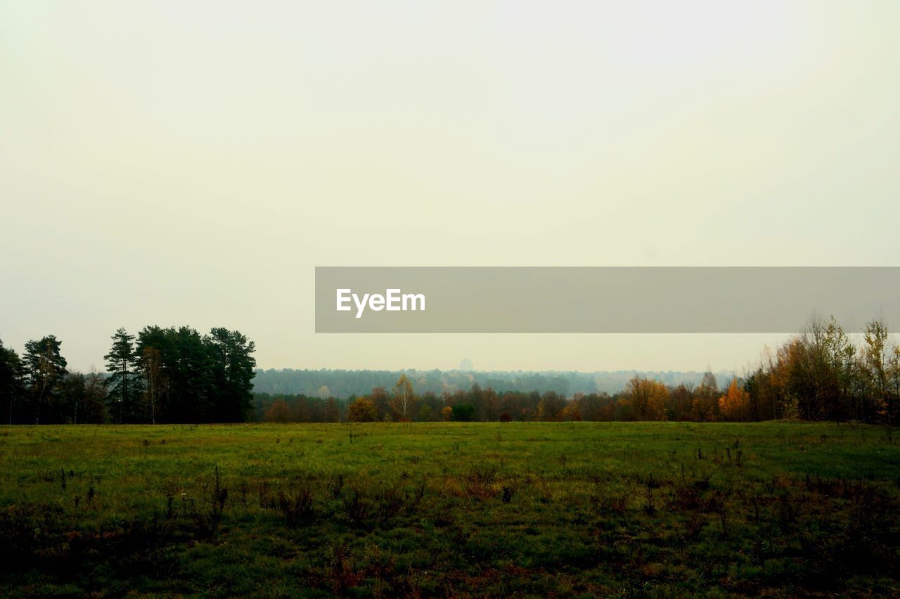 TREES ON FIELD AGAINST CLEAR SKY