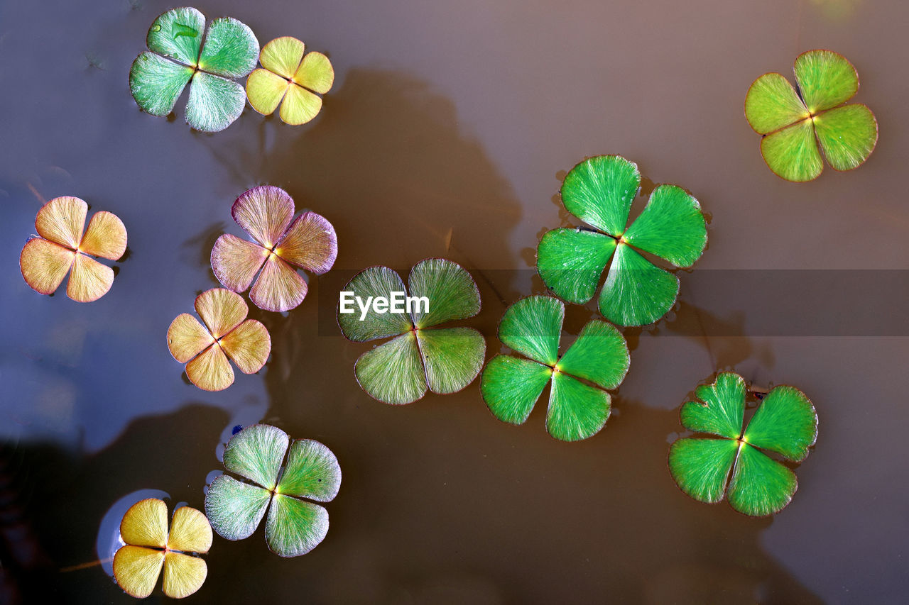 High angle view of green leaves on plant. beautiful aquatic plants in pond.