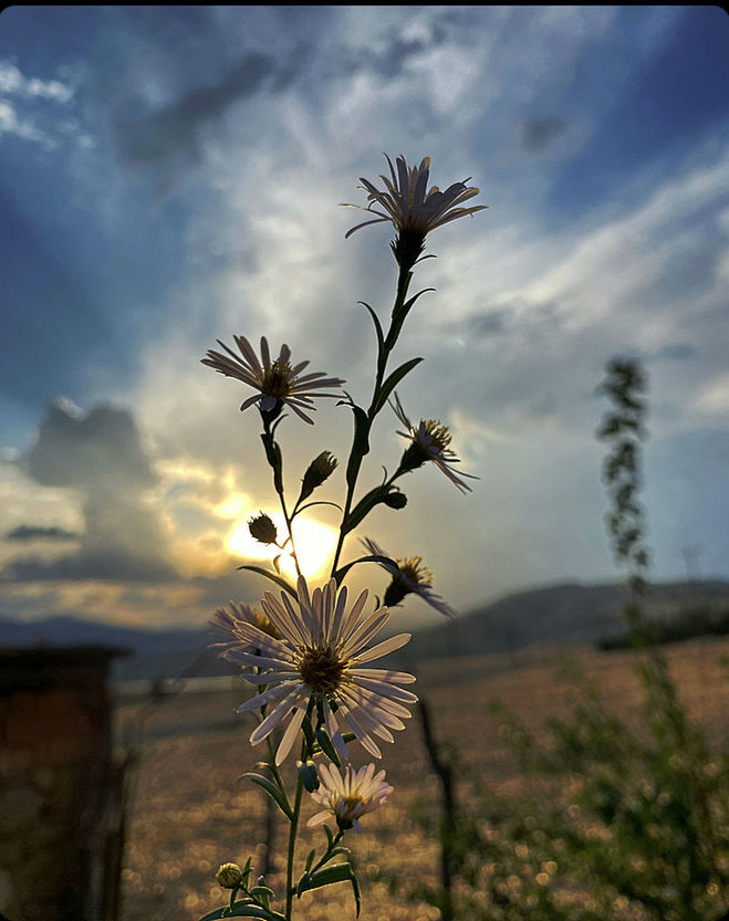 plant, nature, sky, beauty in nature, cloud, sunlight, flower, flowering plant, tree, no people, leaf, landscape, growth, freshness, environment, morning, focus on foreground, outdoors, grass, scenics - nature, land, tranquility, close-up, prairie, rural scene, field, fragility, tranquil scene