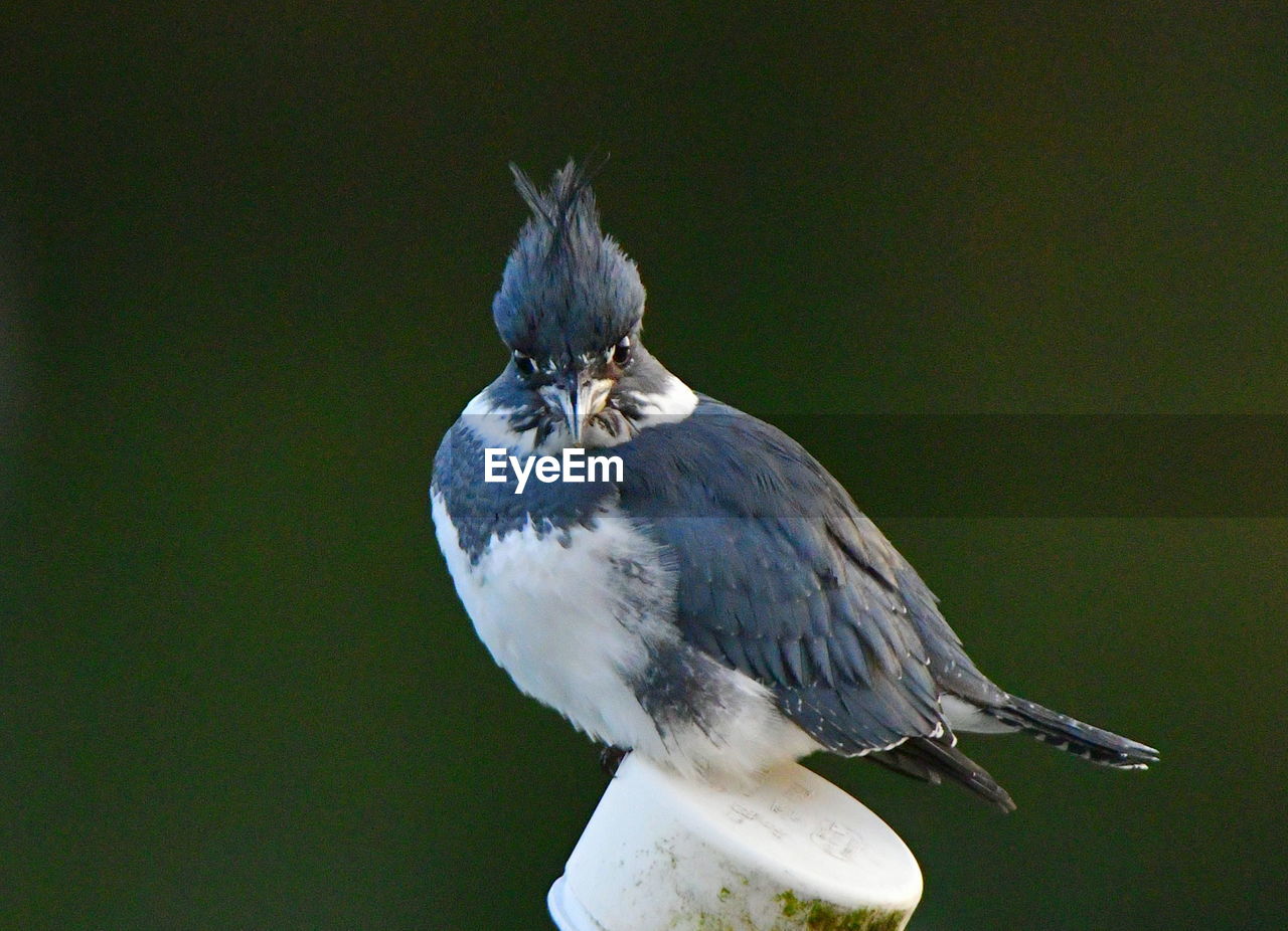 BIRD PERCHING ON BRANCH