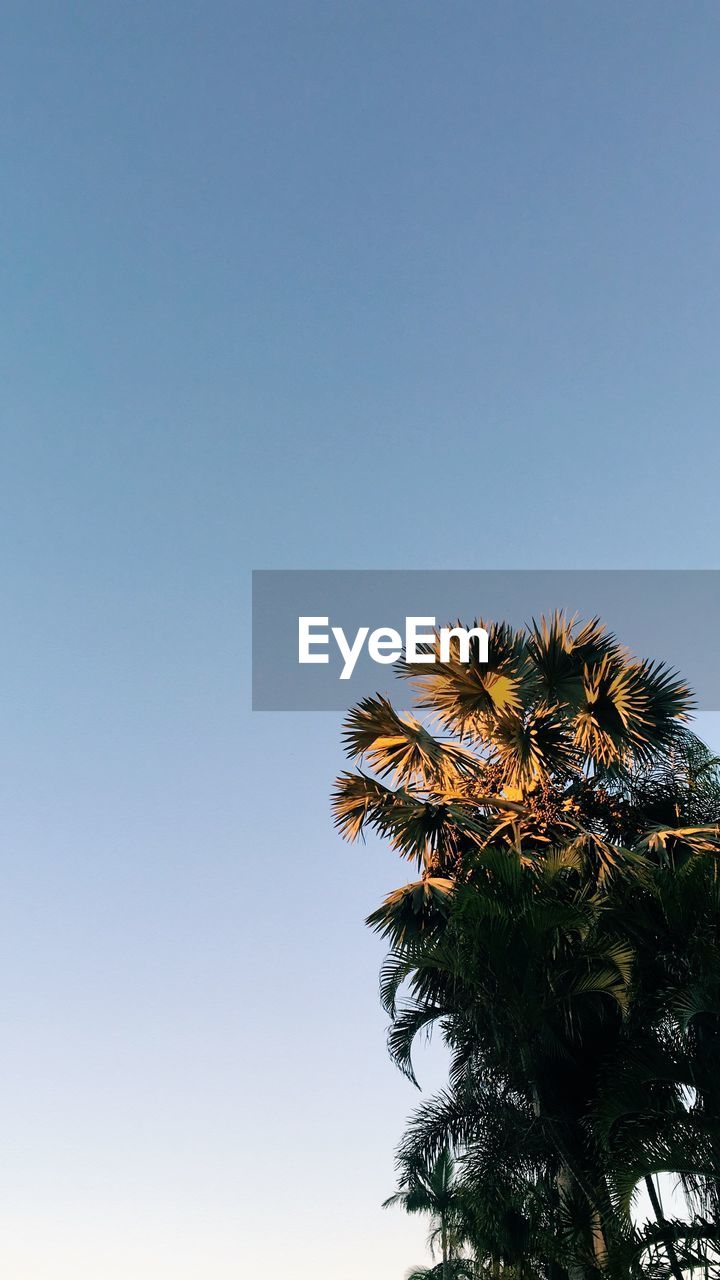 LOW ANGLE VIEW OF PALM TREE AGAINST CLEAR SKY