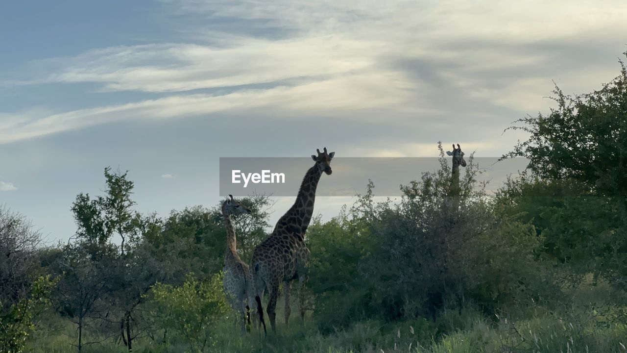 animal, giraffe, animal themes, animal wildlife, wildlife, nature, savanna, plant, sky, mammal, tree, safari, cloud, no people, one animal, tourism, adventure, beauty in nature, travel destinations, environment, grass, outdoors, grassland, landscape, travel, prairie, plain, scenics - nature, day