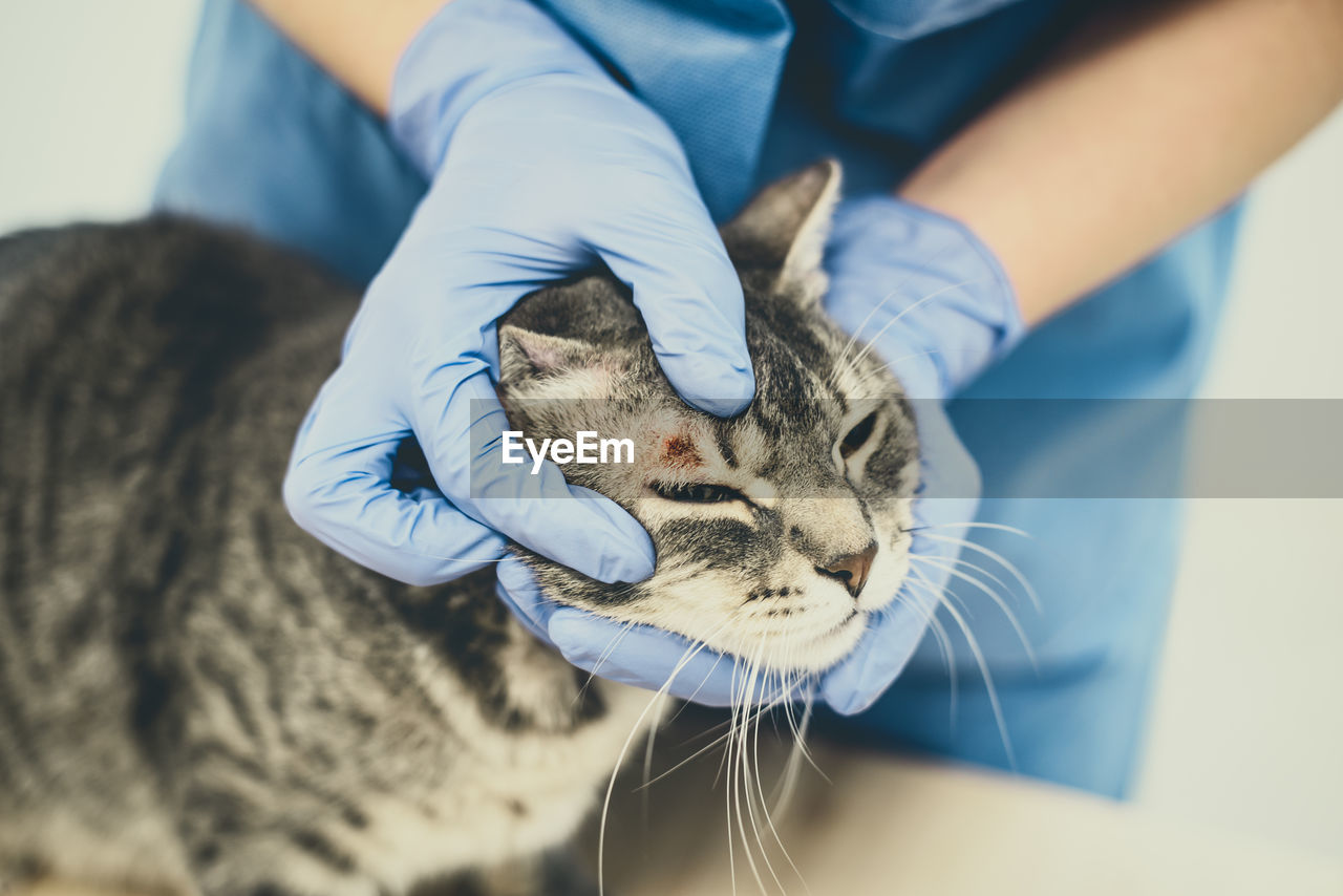 Veterinarian doctor is examining the skin disease of a cat