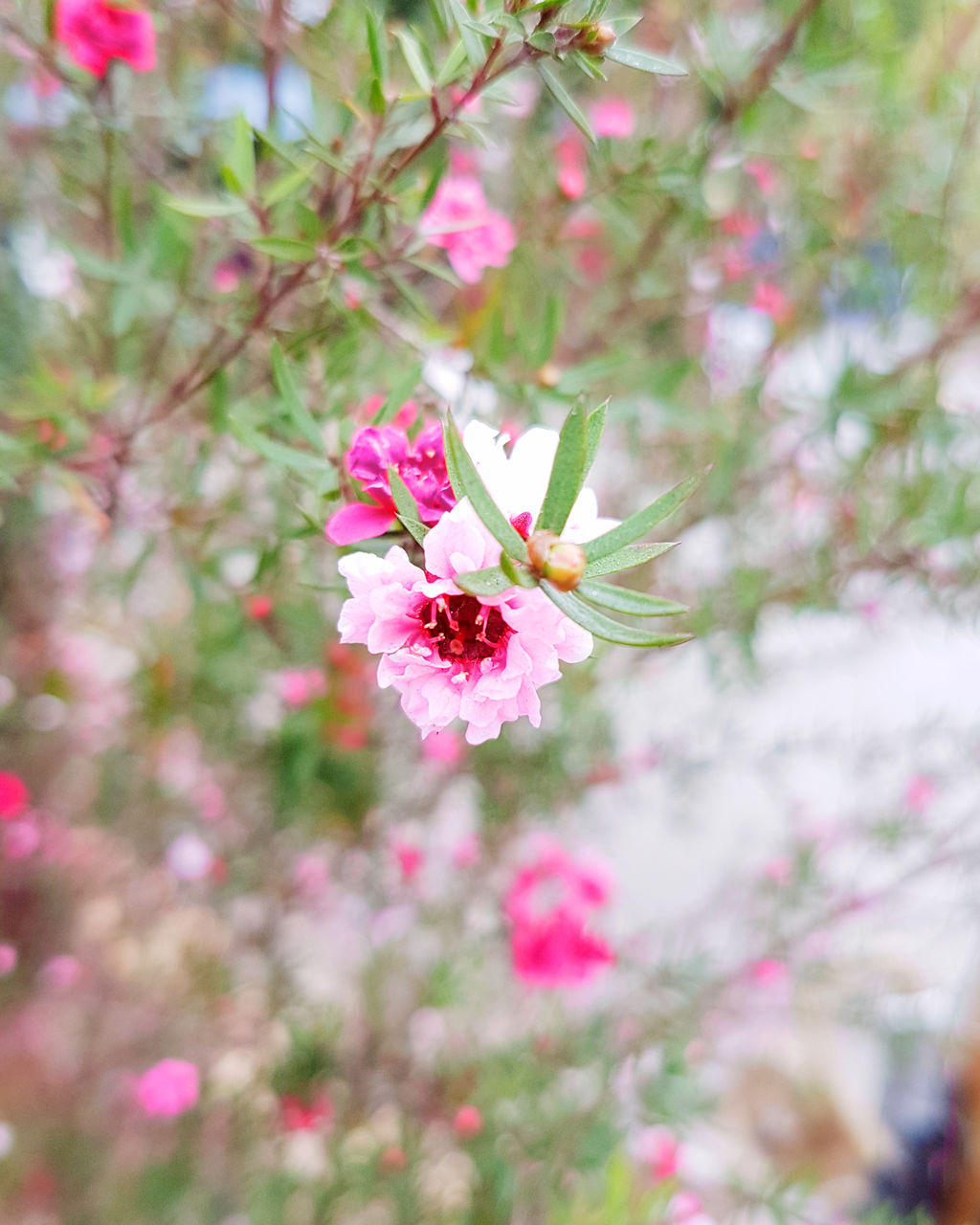 If we bend down and get close to nature, you'll see the beauty in the little things such as the pink flowers blossoming here The Great Outdoors - 2018 EyeEm Awards Beauty In Nature Blossom Branch Cherry Blossom Cherry Tree Close-up Day Flower Flower Head Flowering Plant Fragility Freshness Growth Inflorescence Nature No People Outdoors Petal Pink Color Plant Pollen Spring Springtime Tree Vulnerability  The Traveler - 2018 EyeEm Awards