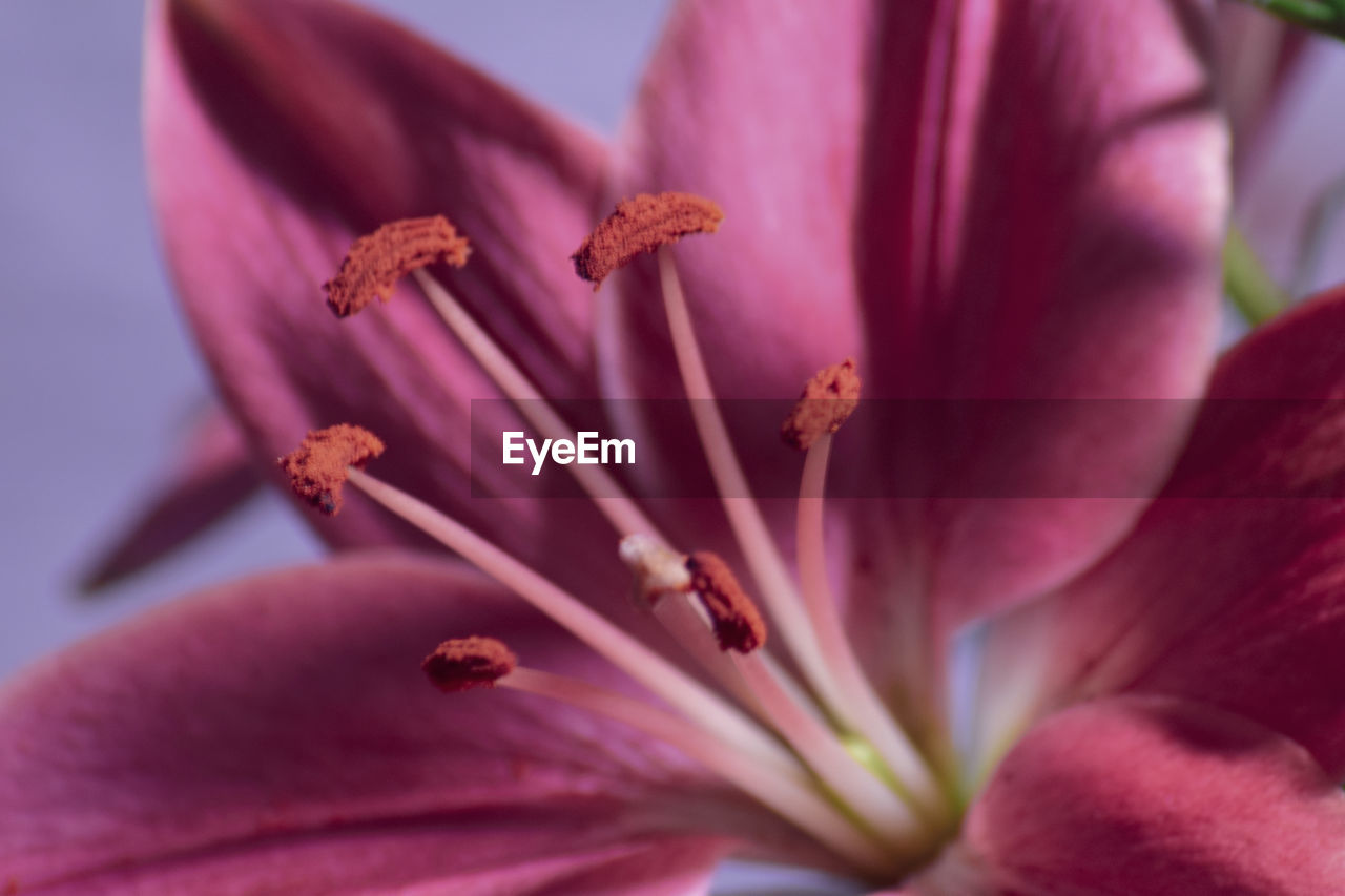 Macro shot of pink flower