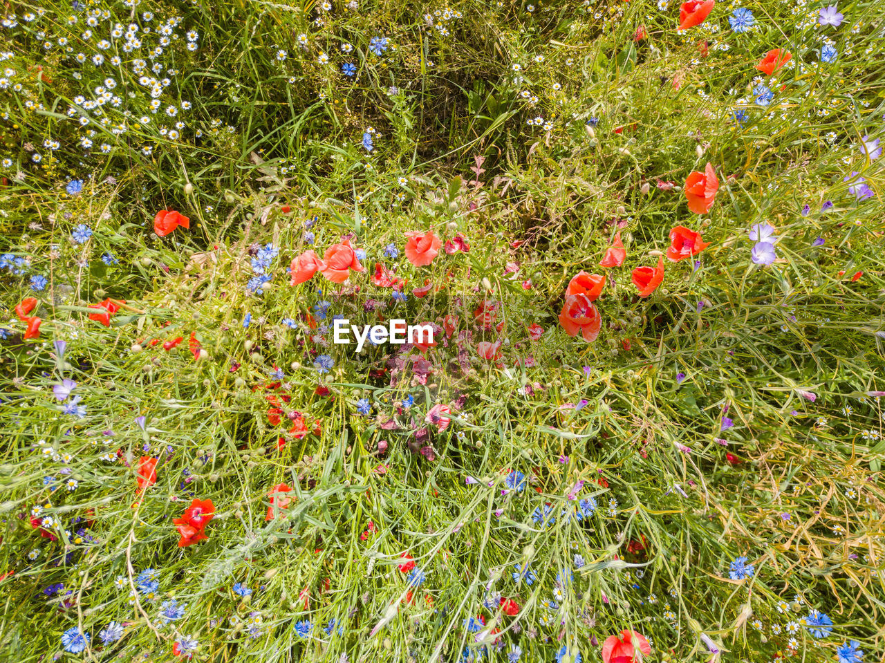 HIGH ANGLE VIEW OF RED POPPIES ON FIELD