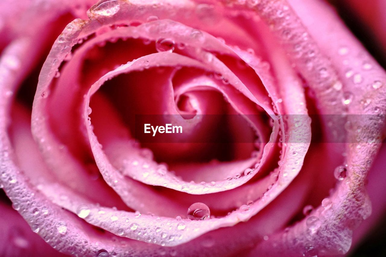 Close-up of pink rose