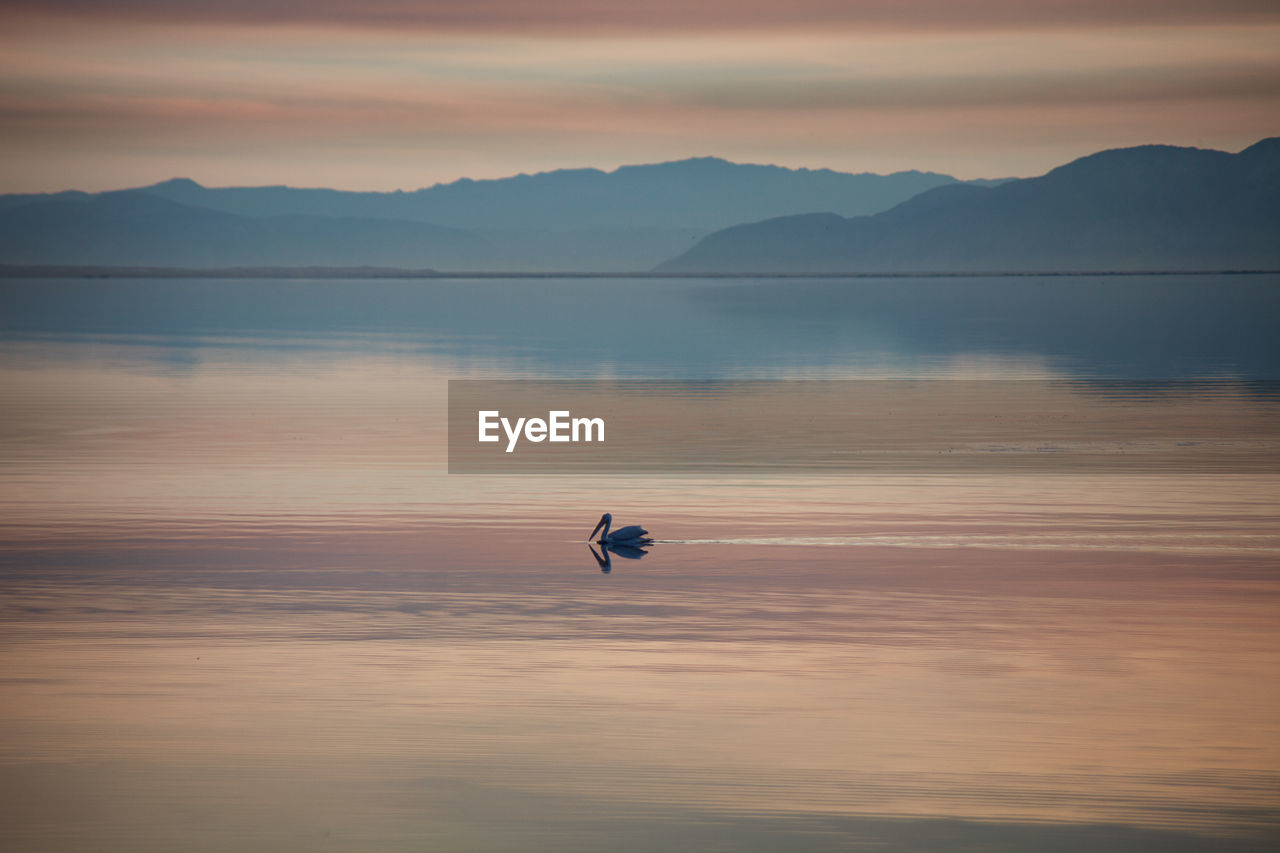 Silhouette pelican in lake against sky during sunset