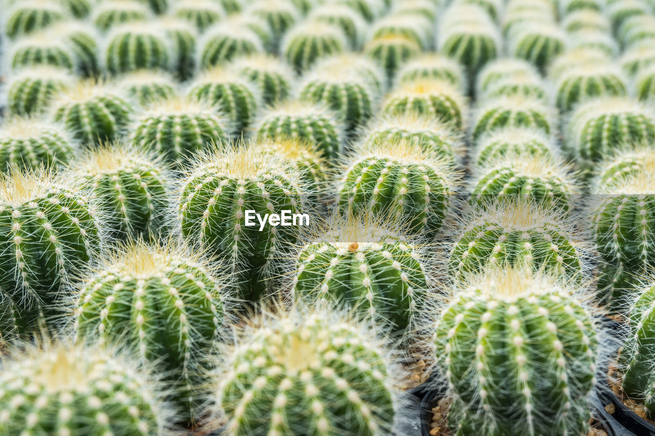CLOSE-UP OF SUCCULENT PLANT