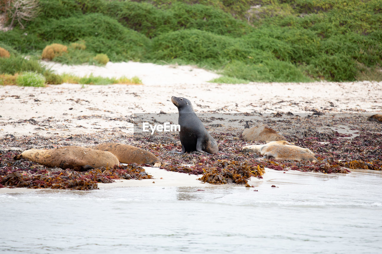 Sea lion relaxing at beach