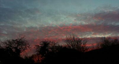 SILHOUETTE OF TREES AT SUNSET