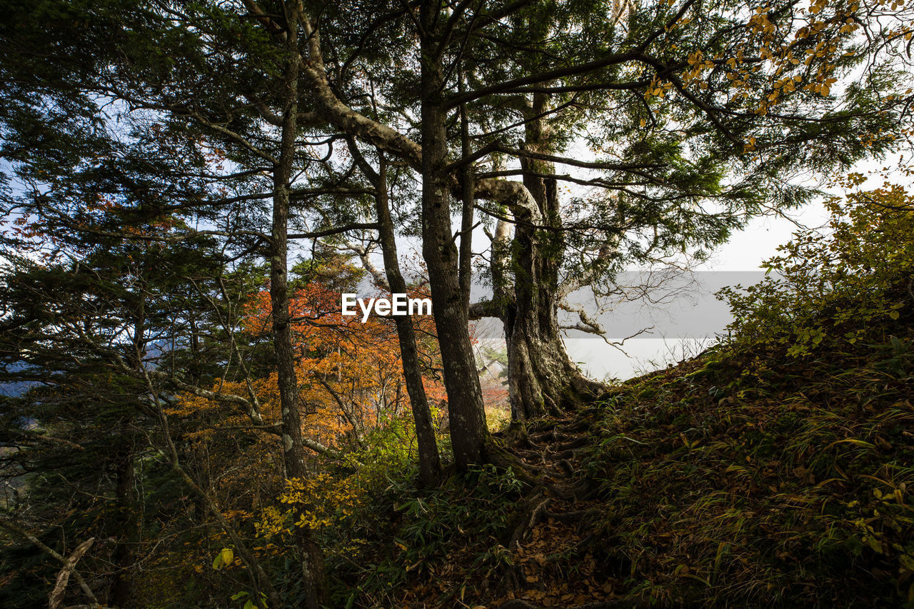 TREES GROWING IN FOREST