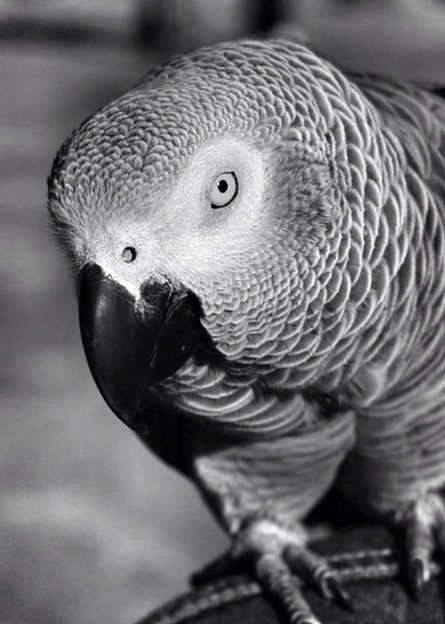 CLOSE-UP OF BIRDS