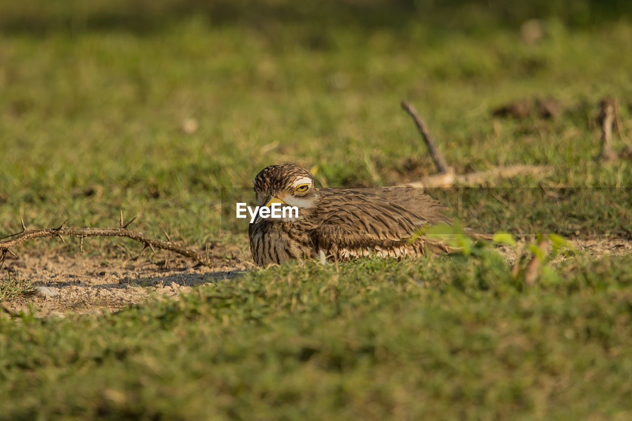 Bird perching on a field