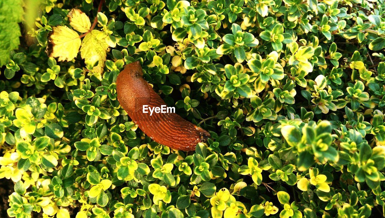 Close-up overhead view of slug on plants