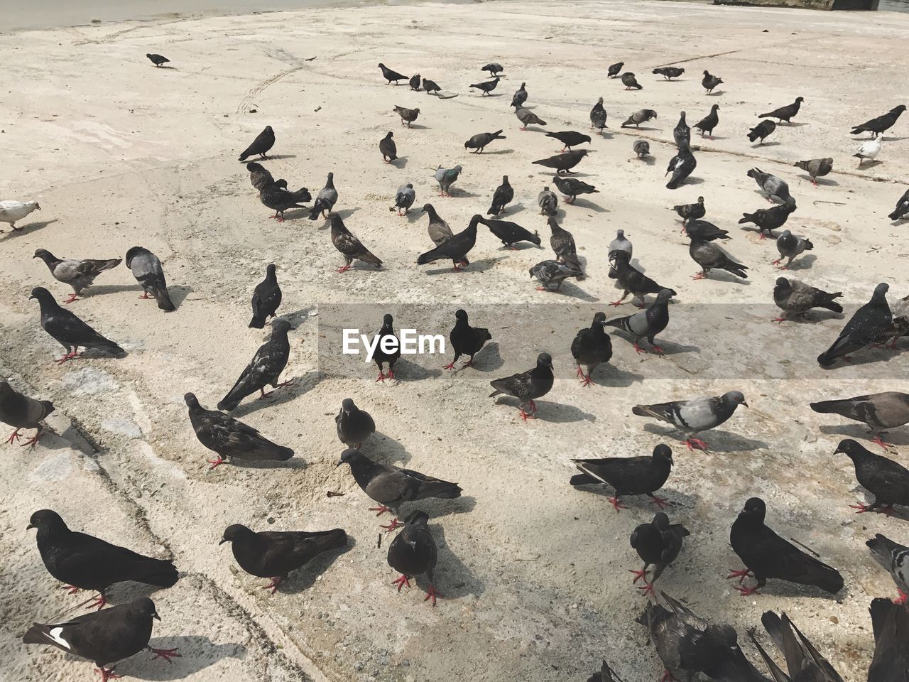 High angle view of birds