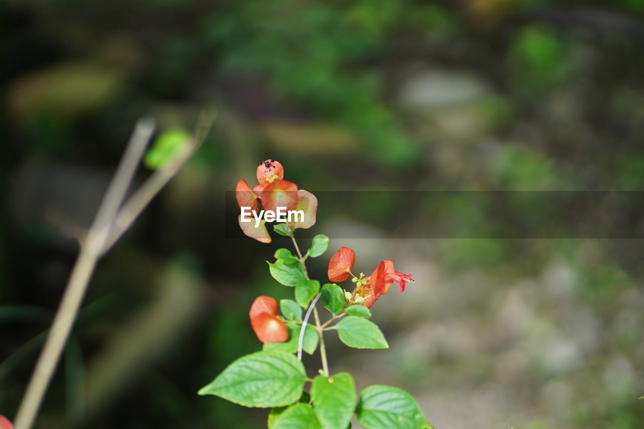 CLOSE-UP OF ROSE PLANT