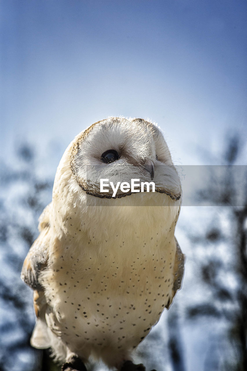 Close-up of barn owl against sky