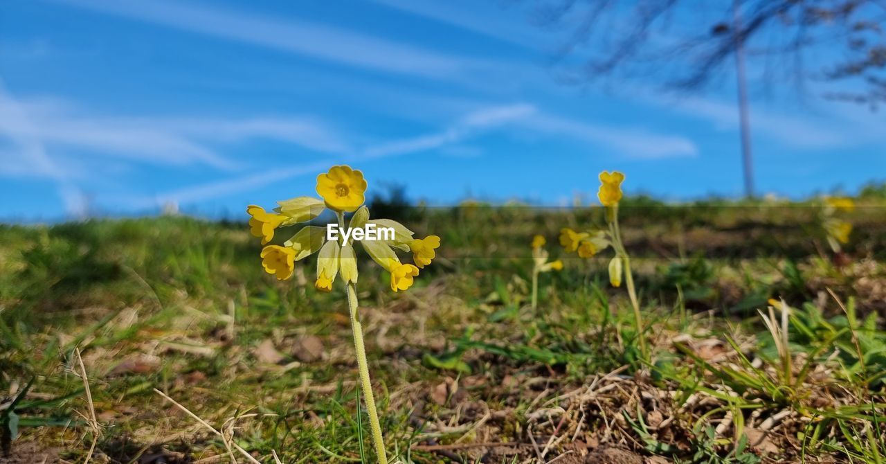 CLOSE-UP OF YELLOW FLOWERS ON LAND