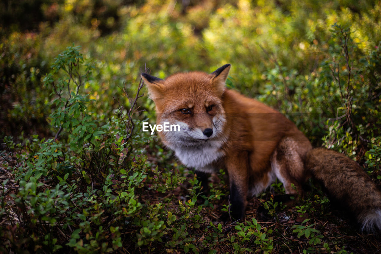 Red fox sitting against plants in forest