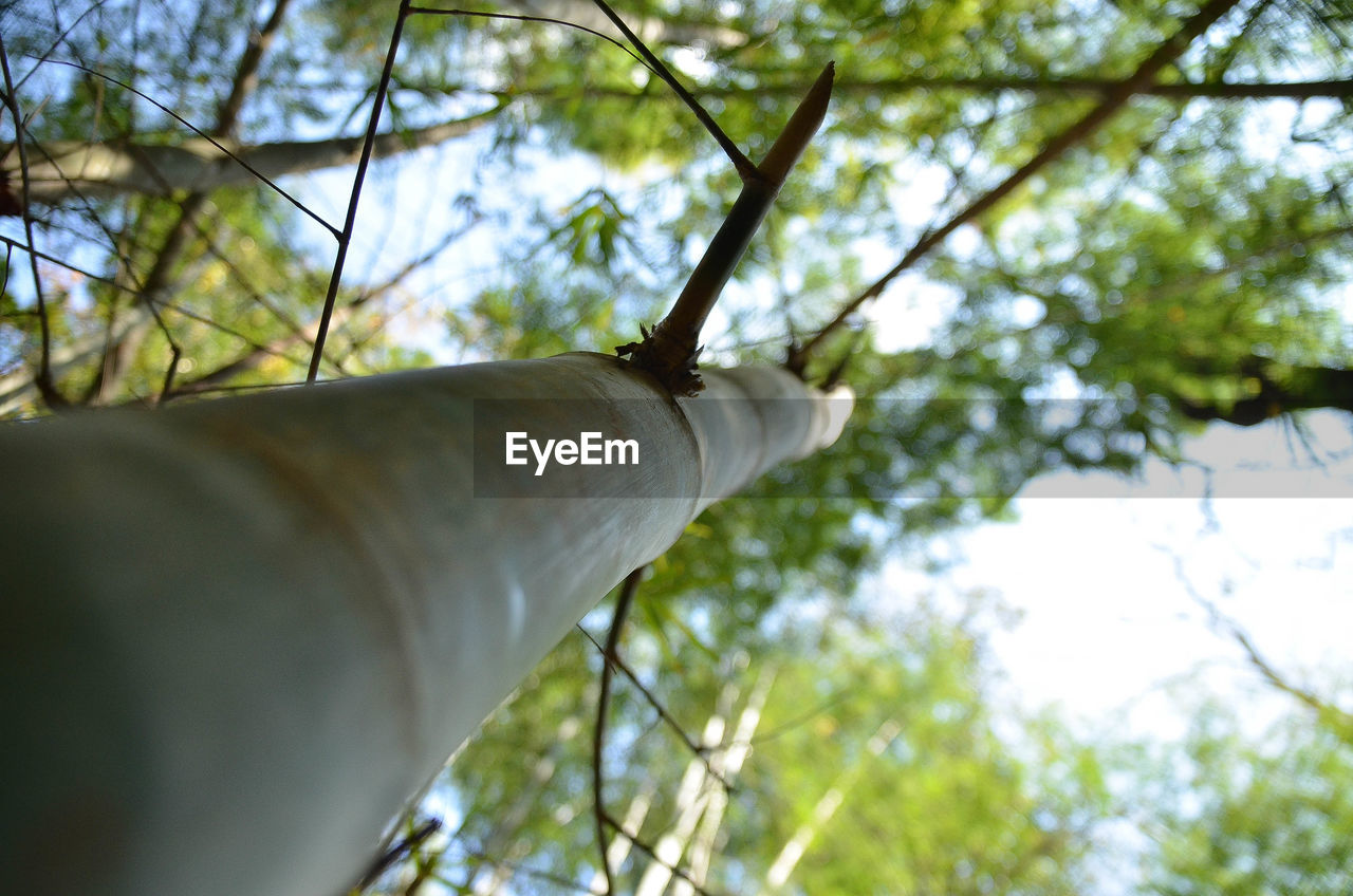 LOW ANGLE VIEW OF TREE AGAINST SKY