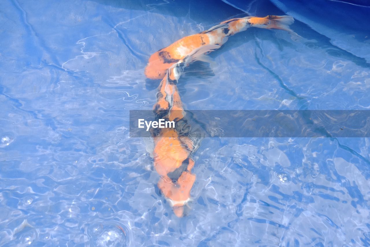 HIGH ANGLE VIEW OF FISH IN WATER