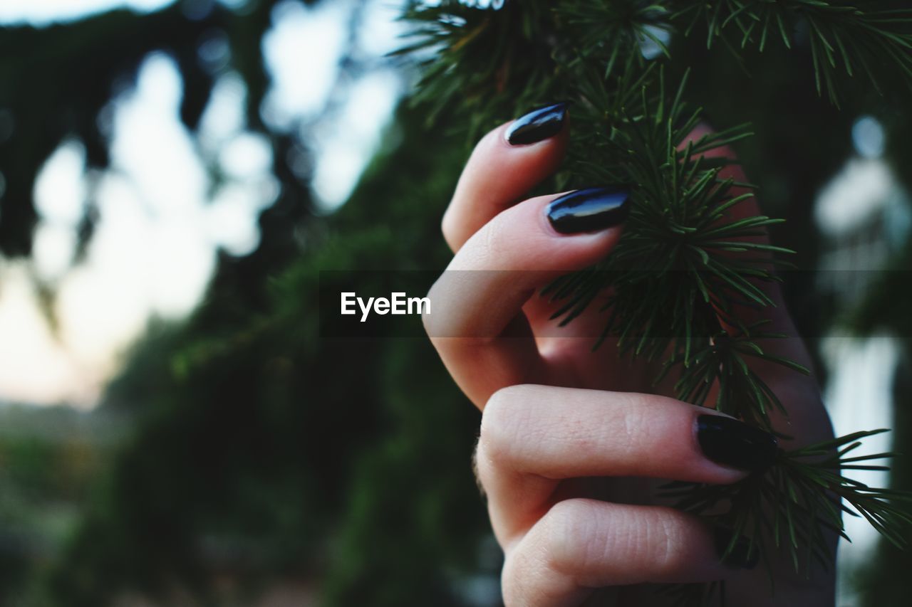 Close-up of hand holding pine tree