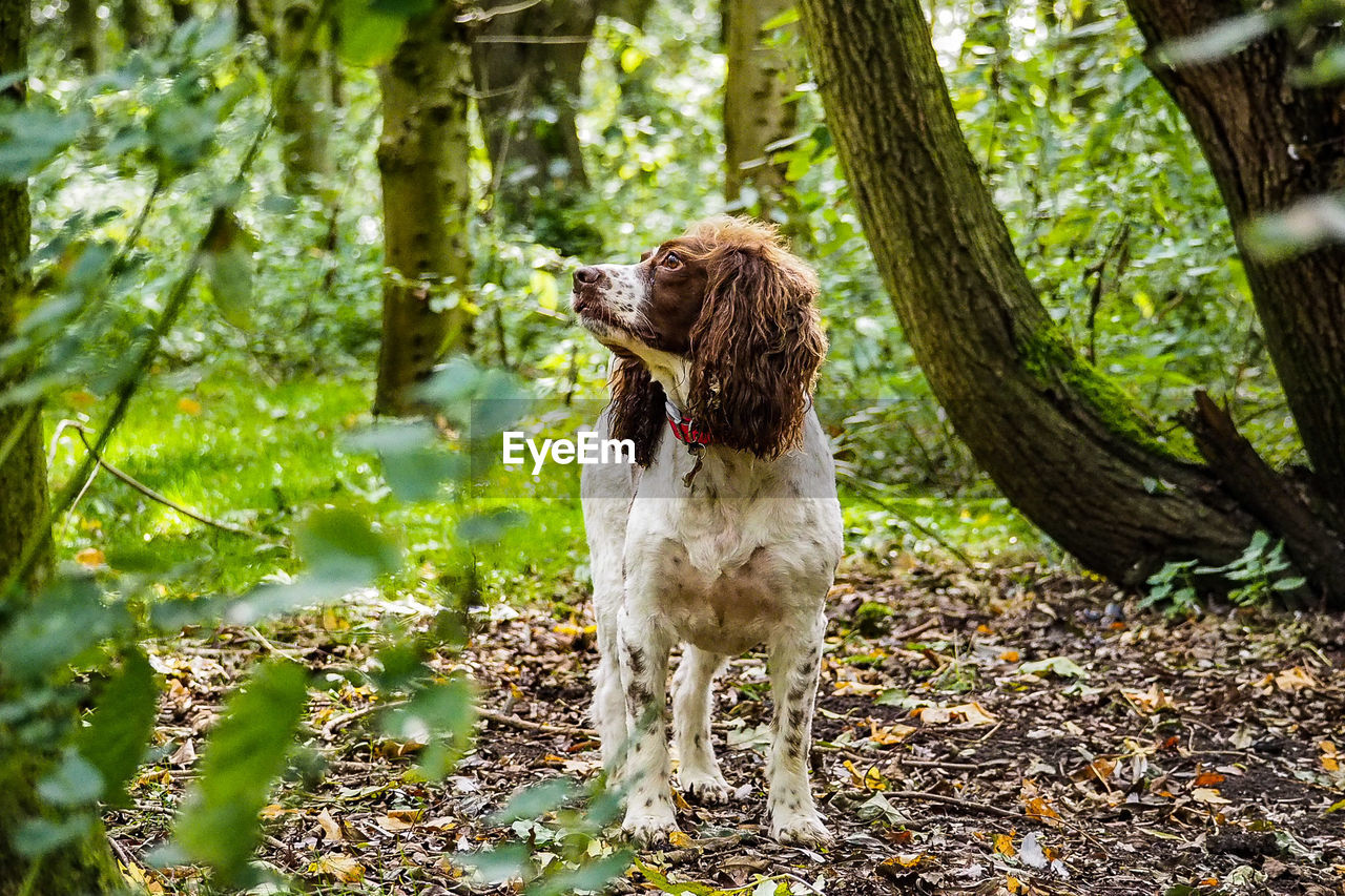 DOG SITTING ON TREE IN FOREST