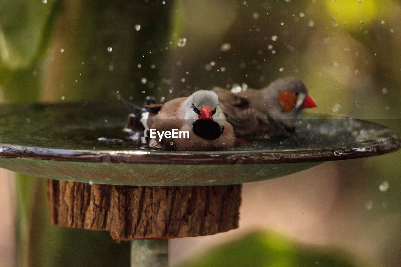 Shaft tail finch birds poephila acuticauda in a birdbath bathing their wings and splashing 