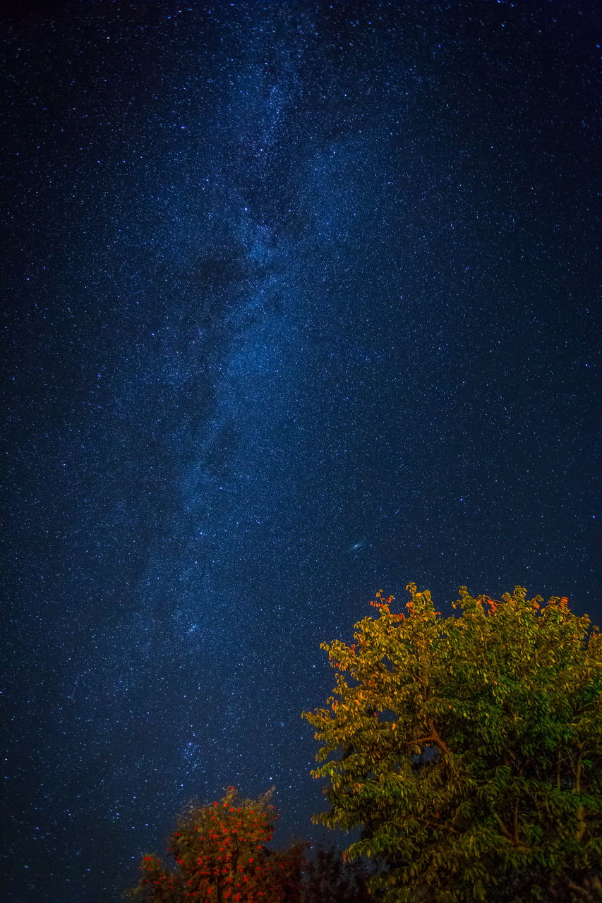 LOW ANGLE VIEW OF TREES AGAINST BLUE SKY