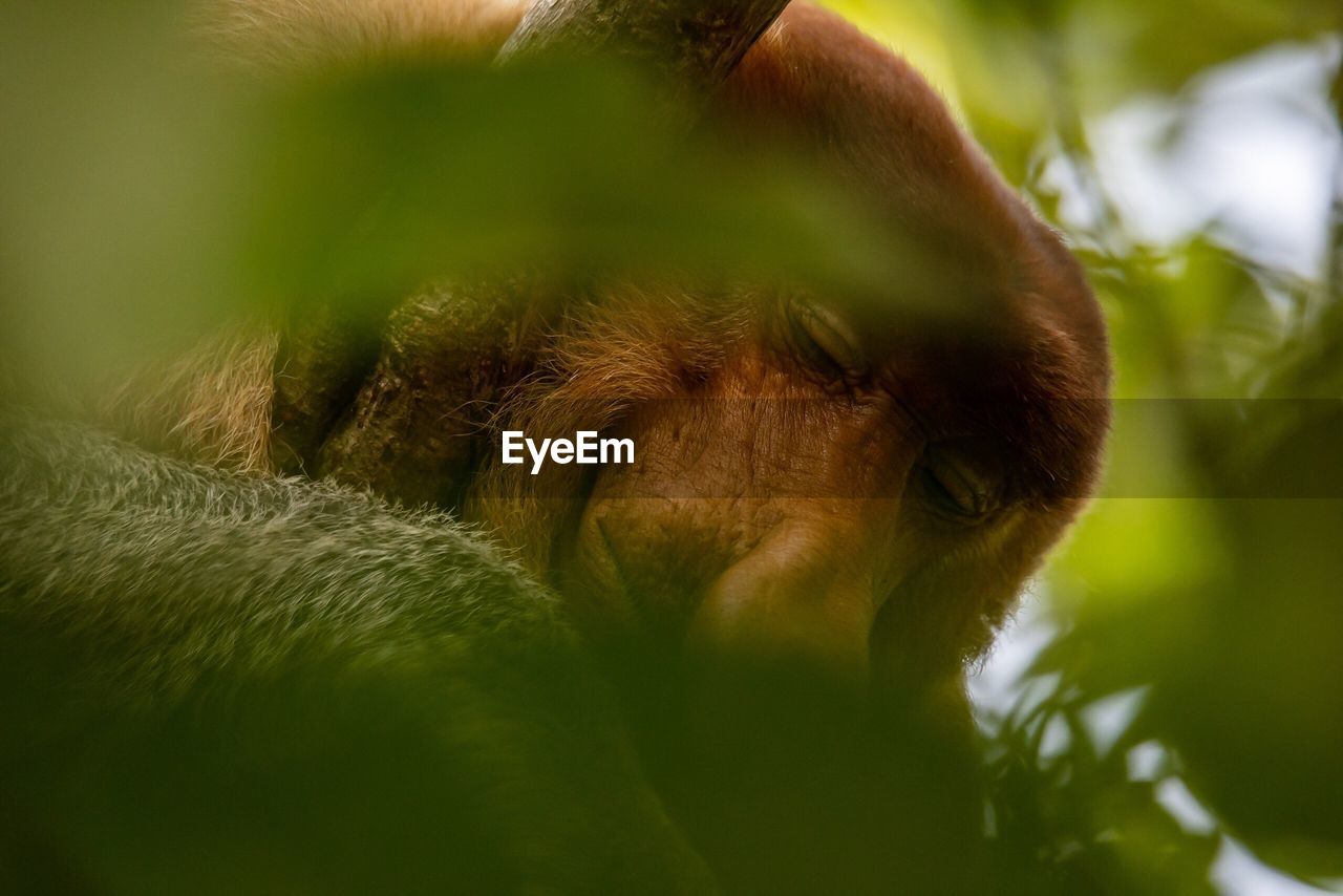 CLOSE-UP OF A ANIMAL