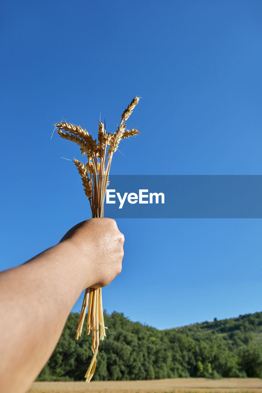 hand, tree, plant, blue, sky, nature, holding, grass, one person, clear sky, flower, adult, agriculture, landscape, day, copy space, rural scene, outdoors, leaf, crop, growth, food and drink, food, land, close-up, environment, limb, finger, personal perspective