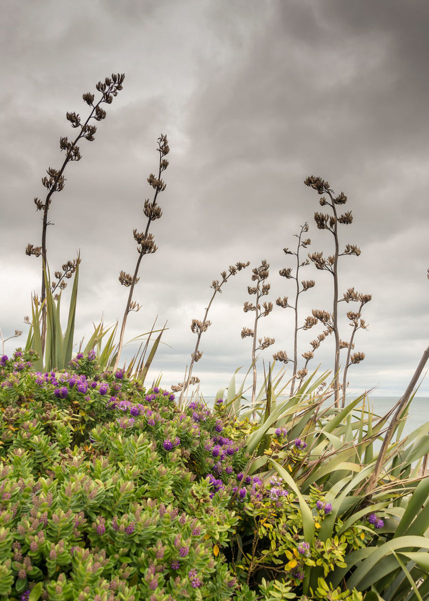 LOW ANGLE VIEW OF PLANTS GROWING ON FIELD