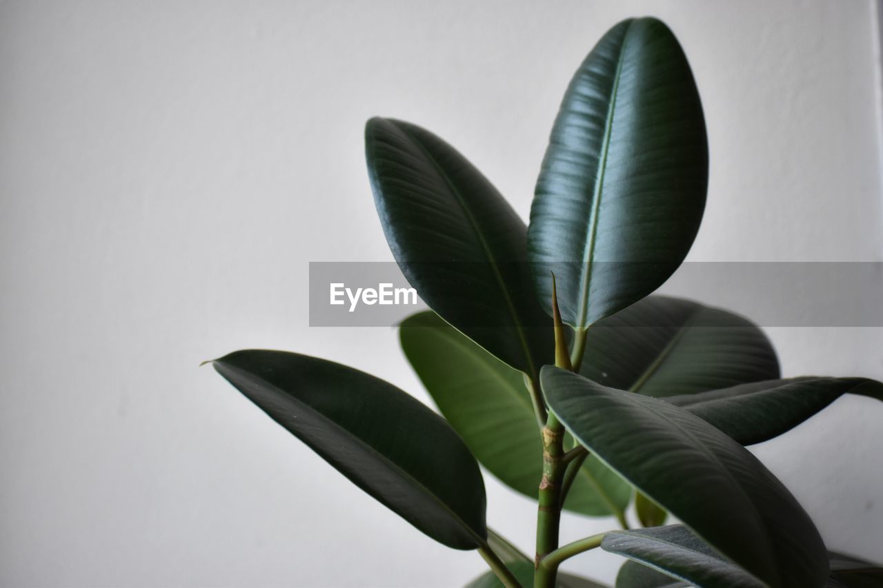 leaf, plant part, green, plant, nature, flower, no people, growth, close-up, beauty in nature, indoors, studio shot, macro photography, gray, freshness