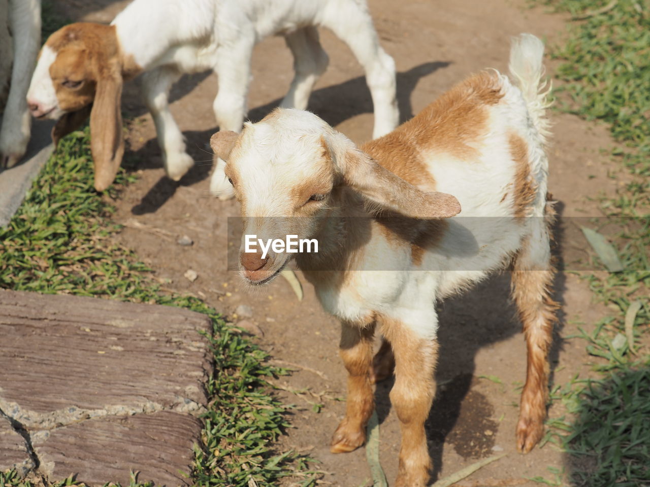 HIGH ANGLE VIEW OF A SHEEP ON FIELD