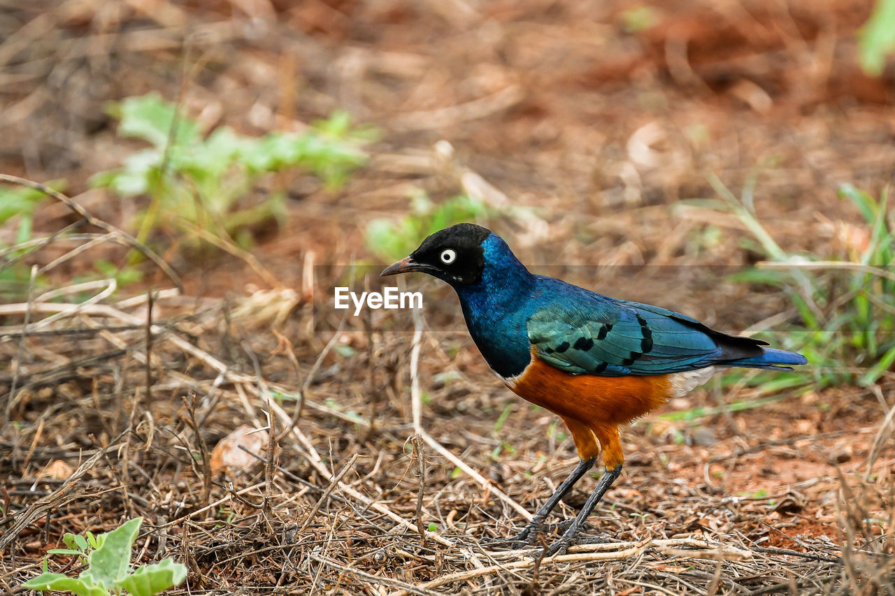 BIRD PERCHING ON A FIELD