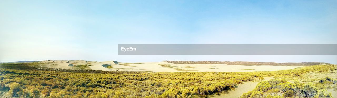 PANORAMIC VIEW OF FIELD AGAINST CLEAR SKY